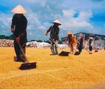 Vietnam’s largest rice-producing area, the Mekong Delta, should invest more in rice-drying technology, said Deputy Minister of Agriculture and Rural Development Bui Ba Bong Vietnam’s largest rice-producing area, the Mekong Delta, should invest more in rice-drying technology, said Deputy Minister of Agriculture and Rural Development Bui Ba Bong